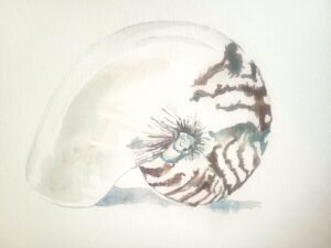 Nautilus