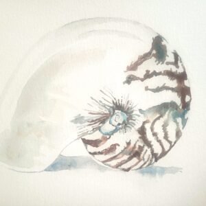 Nautilus