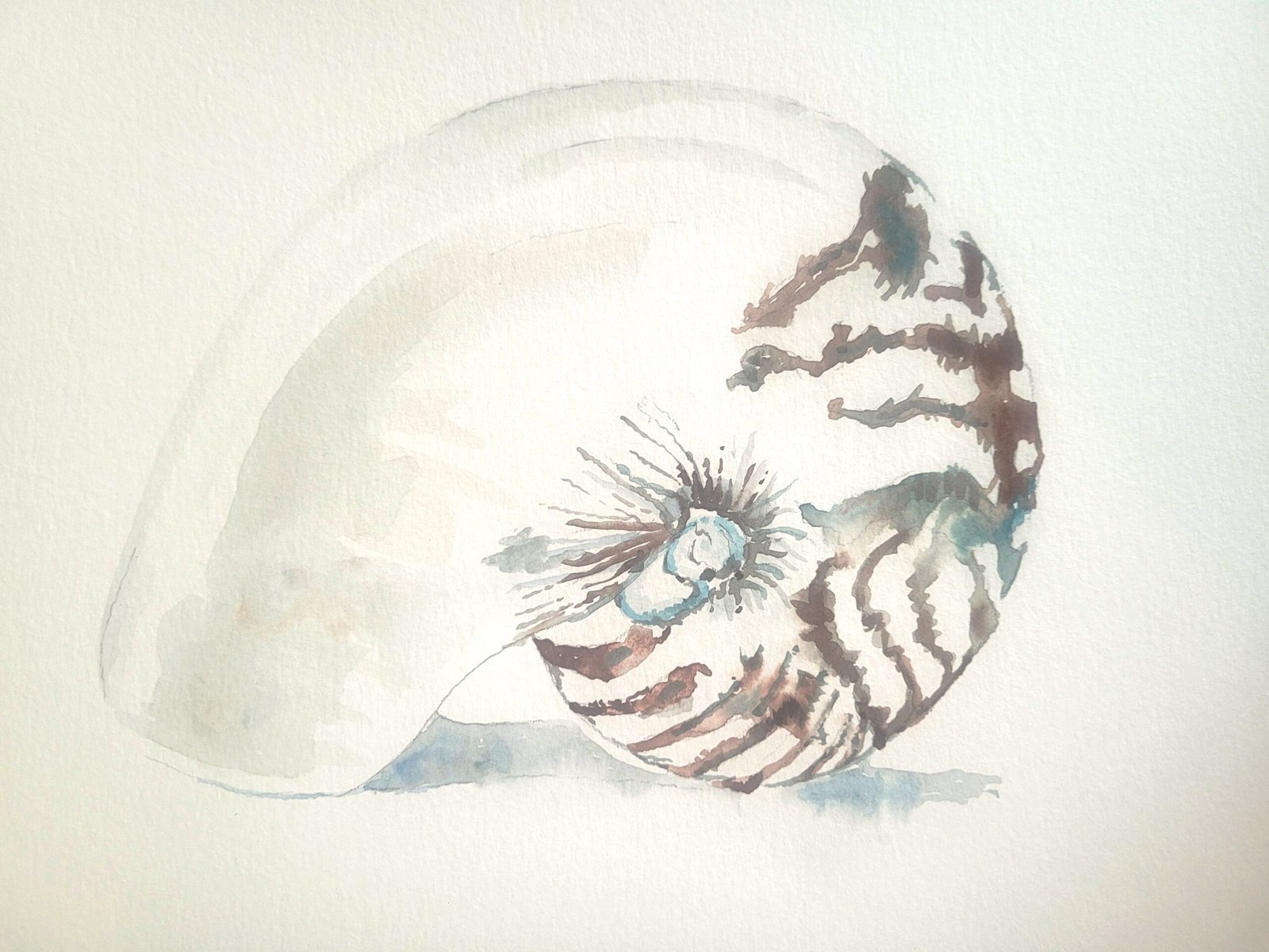Nautilus