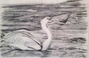 Pelican Catching Fish Charcoal