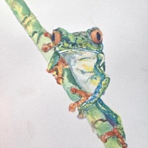 tree frog jay