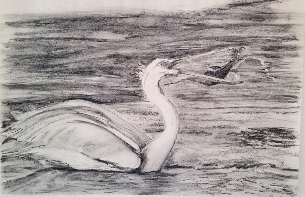 Pelican Charcoal Catching Fish